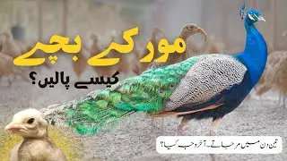 How to Raise Peacock chicks | Peacock Villa