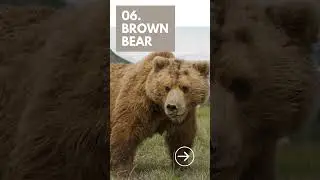 Top 10 Bear Species and Subspecies #shorts #top10