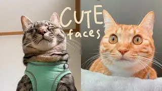 cat facing the front camera: close up cat nose, cute faces