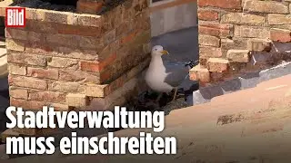 Aggro-M&ouml;wen bedrohen Urlaubsparadies