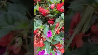 Window boxes and hanging baskets of London 5 #nature #flowers