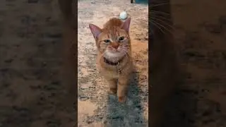 Part 27  #funny #cat#SatisfyingVide