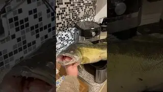 90 cm Zander im Airfryer zubereitet. #angeln #fishing