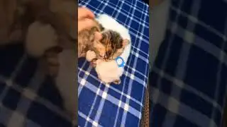 cute cats #shortvideo #animal #catcat #art #honeybeesting #catvideos #blackcat #funny #kitty #catbug