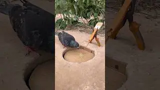 Simple Quick Pigeon Trap #shorts