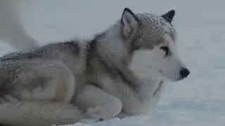 Eight Below Белый плен 2006   Макс приносит чайку Майе