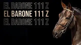 El Barone 111 Z: The Stallion Maker! At only 13yo already 28 approved sons!