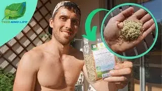 🌱 GRAINES DE CHANVRE / Super-Aliment pour sportif vegan !