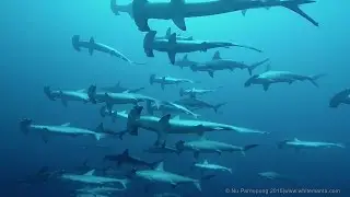 Banda sea 