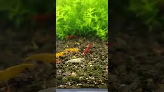 How Many Different Types of Cherry Shrimp Are There?  🦐 #aquarium #shrimp #cherryshrimp #4k #cute