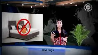 Bed Bugs