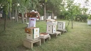 QUEEN CAGING &ndash; alternative method for Varroa control in honey bee colonies