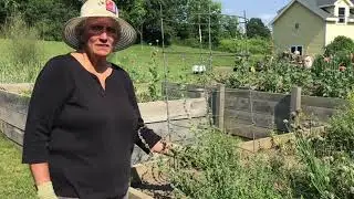 Harvesting History Herbs - Pennyroyal