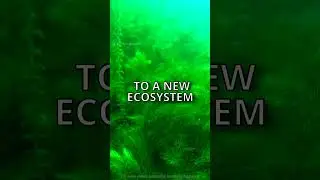 Why NEW ZEALAND government HATE this PLANT! 🌿