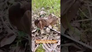 #helvella leucopus