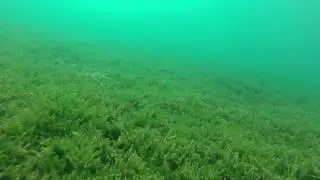 funny underwater scare prank