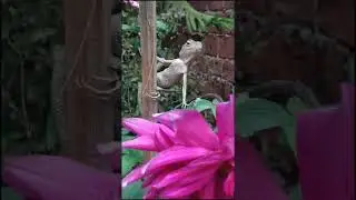 World Top Super Model #WorldTopSuperModel #Best #Super #Model #GardenLizard I Garden Lizard #shorts