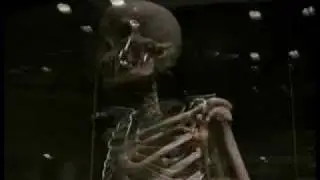 Safari zum Urmenschen im Senckenberg Museum