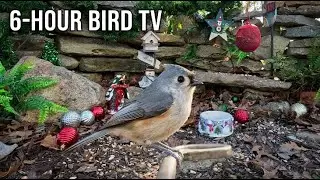 Cat TV 🐦 For Cats Waiting at the Window | 6 Hours of Birds in 4K #cattv #catentertainment
