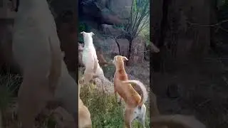 Power of Desi dog vs gsd #shorts #viral #trending #funny