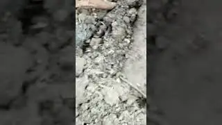 World smallest snake ,look like a earthworm