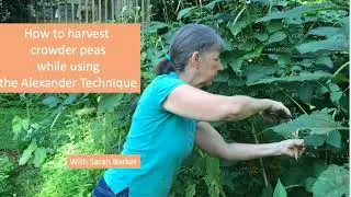 How to harvest Crowder peas while using the Alexander Technique