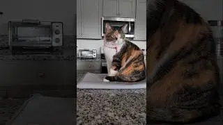 Kitchen boss #cats #funnyanimals #fancycats #adoptstrays #calicocat