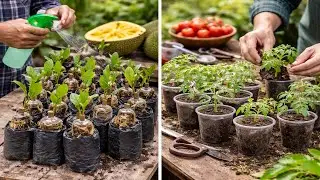 Jackfruit Tree Propagation Using Tomatoes &ndash; Simple and Effective Method | Horizontal Image