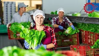 From Farm to Table: The Power of Automated Food Processing