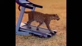 A leopard runs on a treadmill and it runs fast.#leopard #treadmill#running