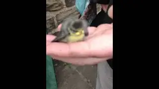Blue tit first flight