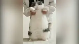 Cat Dancing Wop Original Meme Template