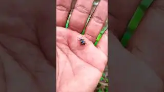 Азиатские жуки, которых вы никогда не видели #anyuniquean #shorts