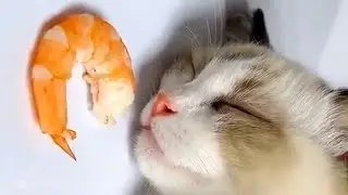 Funny Sleeping Cat with Shrimp
