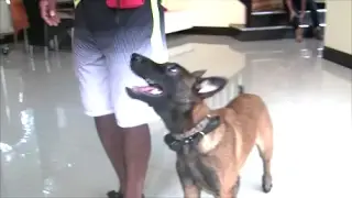 Young Puppy learns to Heel backwards for future protection skills!