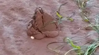 I put salt water in the shell hole and it came out ?