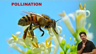 SEXUAL REPRODUCTION IN FLOWERING PLANTS (POLLINATION) 2026