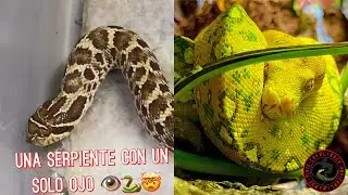 SERPIENTE CÍCLOPE 👁🐍/PITÓN VERDE DE ÁRBOL