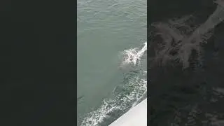 Searoad ferry, Queenscliff to Sorrento dolphins