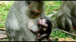 No...stop Jade ! newborn Jayden is your baby | Why Jade angry & wean Jayden cruel like this ?
