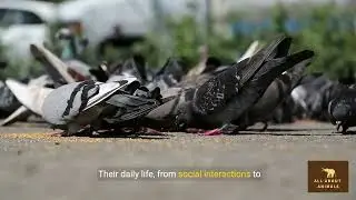 Pigeons - Wings in the City