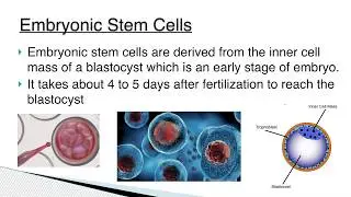 What are the Various sources of Human Stem cell? Physiology | General Medicine