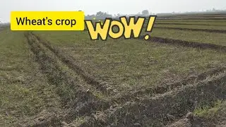 Wheat's crop and other fields in our village | All view looked beautiful 😍😍