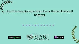 How This Tree Became a Symbol of Remembrance & Renewal | Plant Connection