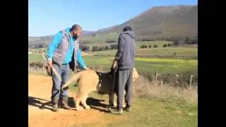 Khiladi Akshay kumar Plying with a Real Lion