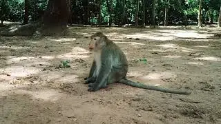 Monkey Still playing Funny Monkey