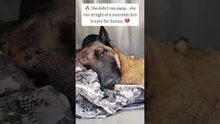 She fought a mountain lion to save her human #usa #rescue #canada #reels #viral #trend #germany
