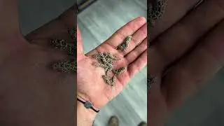 Baby viper geckos 🦎 #HerpTime #animals #reptile #lizard #gecko #babyanimals #cuteanimals #shorts