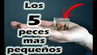 Los 5 peces mas pequeños del mundo/ Smaller fish in the world