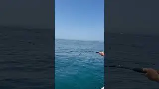 Mobs of tuna chicks (storm petrels) #tunafishing #bluefintuna #yellowfintuna
